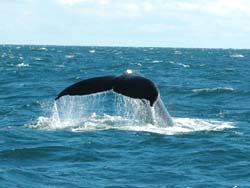 whalewatching